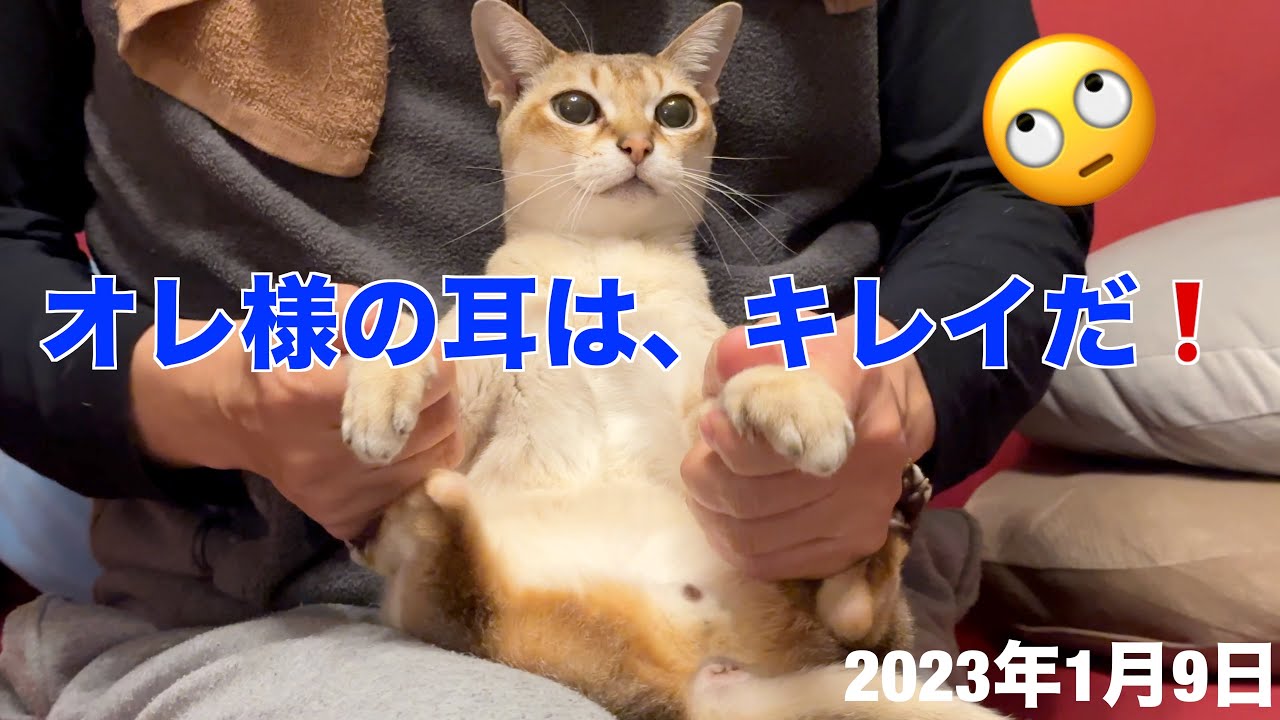 月一の耳掃除😱シンガプーラ「にゃあ」：2023.01.09