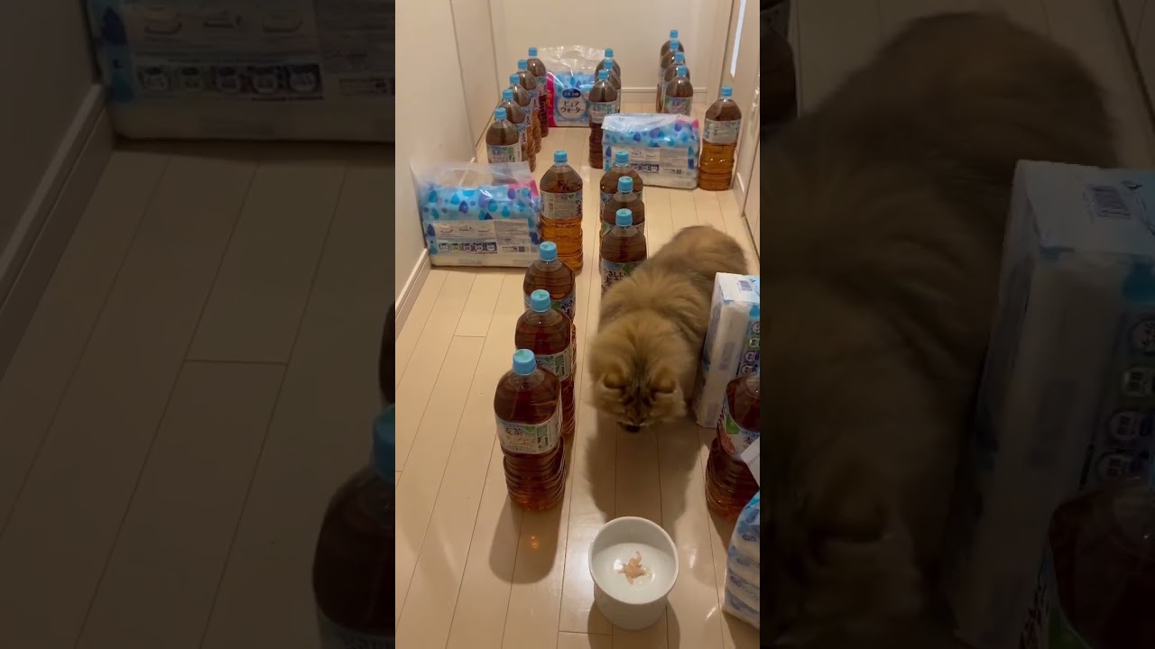 【ちゅ～るチャレンジ♪】かわいいペルシャ猫