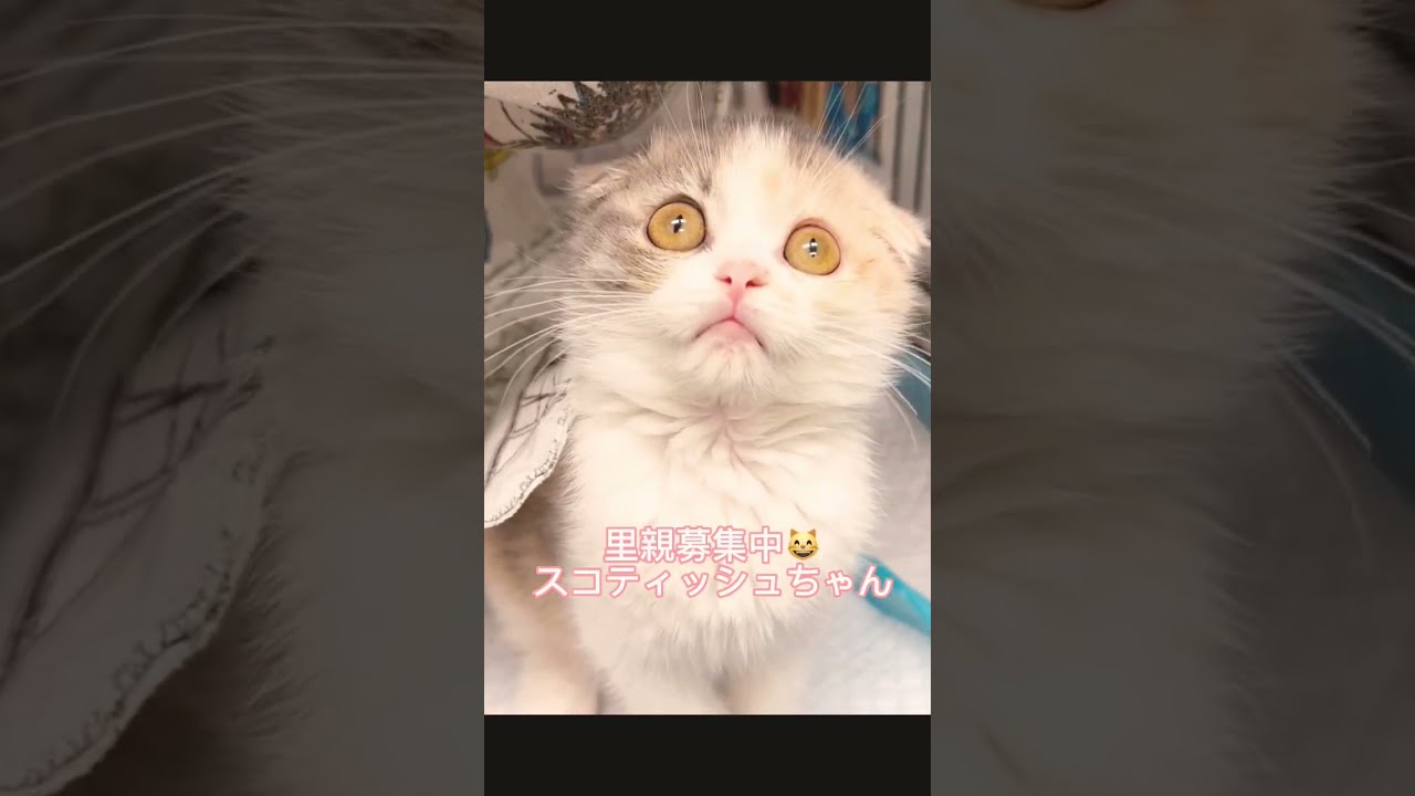 #里親募集中 #子猫 #スコティッシュフォールド子猫 #スコティッシュフォールド折れ耳