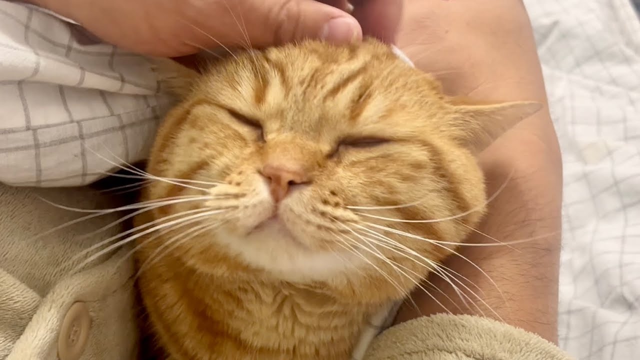 腕枕で甘えるマンチカンの茶々パパ。