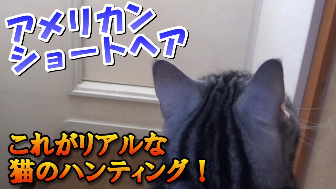 猫の狩り！これがリアルなハンティング（アメリカンショートヘア）