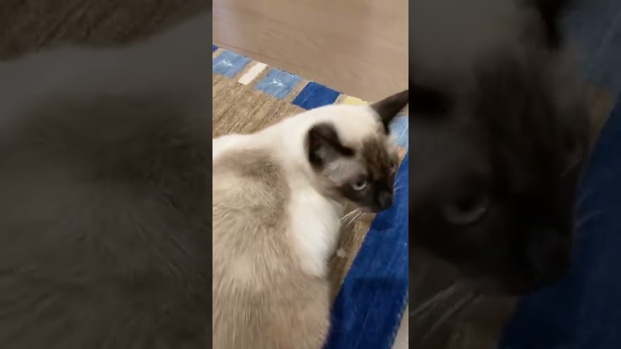 【シャム猫】仕事から帰ると猫がゴロンして可愛かった時の映像がこちらです…。