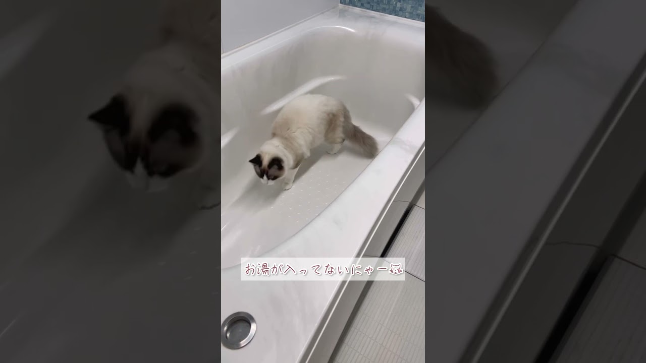 お風呂場好きな猫様のお風呂チェック！ #ラグドール #ペット #shorts