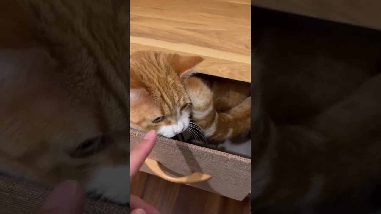 そこ入るの？笑　#cats #cat #cute #kitten #マンチカン #猫 #猫のいる暮らし #shorts #ねこ #子猫癒し #子猫