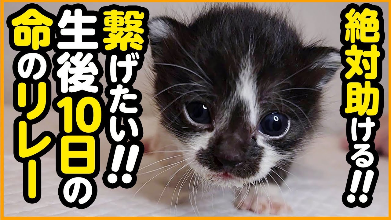 【子猫保護】生まれて間もない、小さな2匹の命のリレー...必ず助けて幸せにしたい！