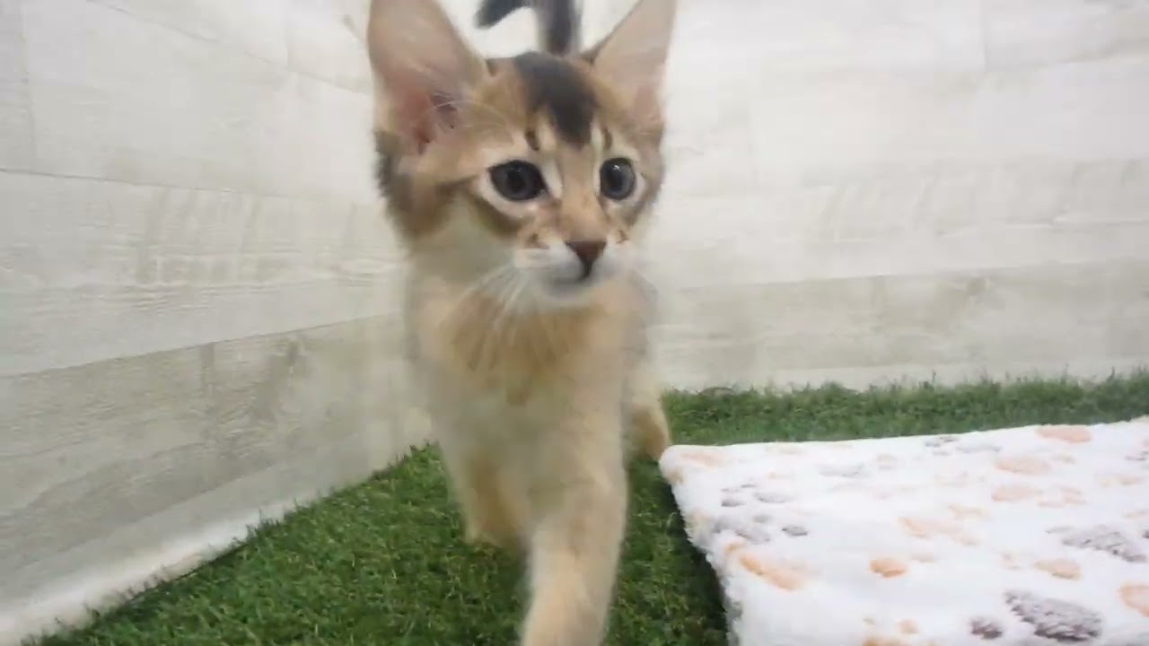 Coo&RIKU　No00615011 ソマリ