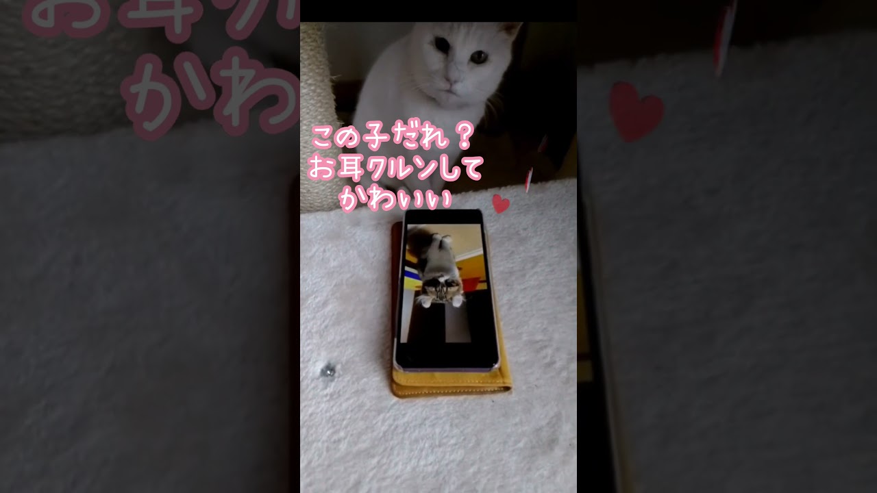 実はアメリカンカールだったおばにゃんず!?#アメリカンカール#小猫