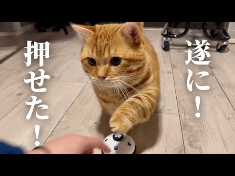 ぽちゃくんが遂にベルを！！Munchkin Cat Rings A Bell!🛎