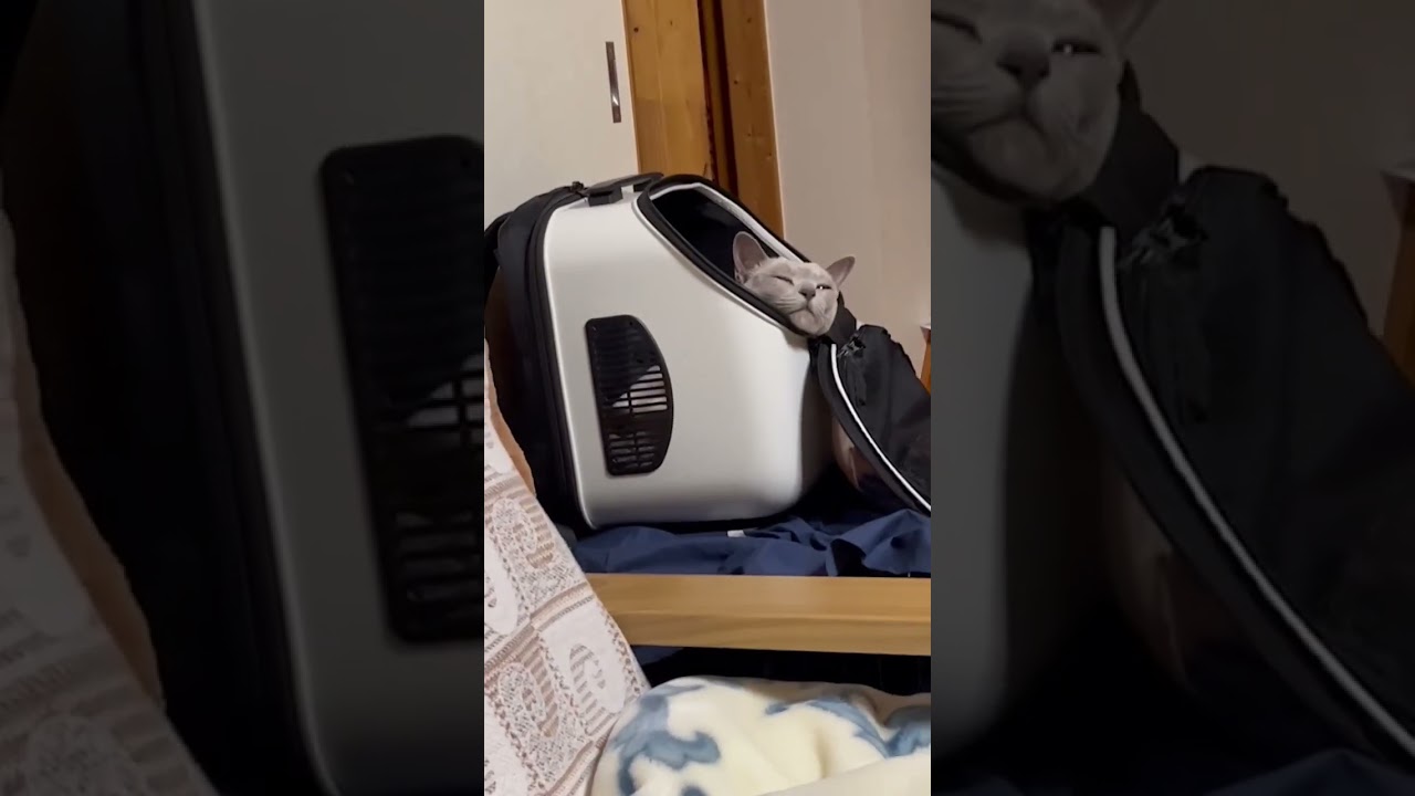 年末年始実家へ帰ったらゆめ用のリュックで爆睡してた！＃猫 ＃トンキニーズ