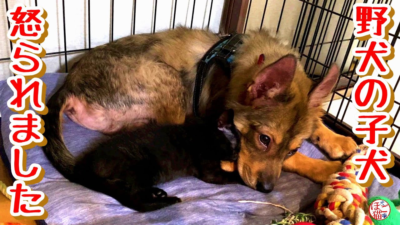 【子犬　保護犬　子猫】野犬の子犬　怒られてしまいました