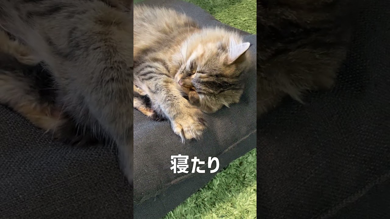 【2023】猫たちの正月の過ごし方【サイベリアン・ノルウェージャン・多頭飼い】 #shorts
