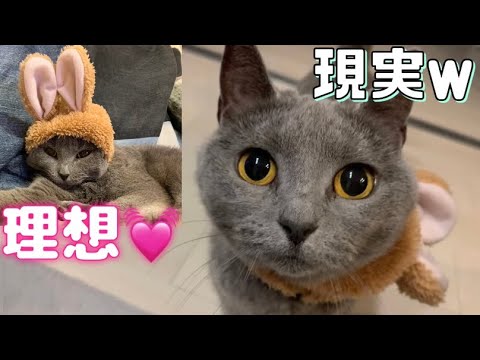 うさちゃんコスプレ🐰💓【シャルトリュー】