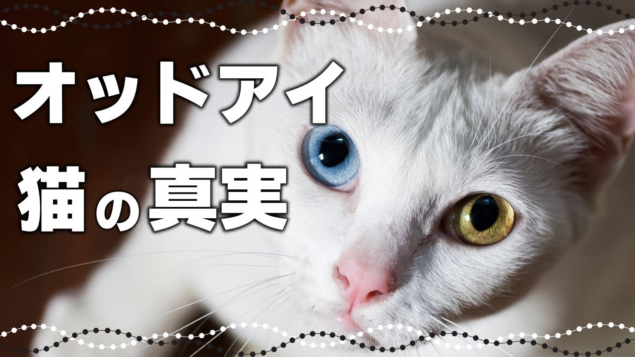 まるで宝石！幸運を呼ぶオッドアイ猫の知られざる真実