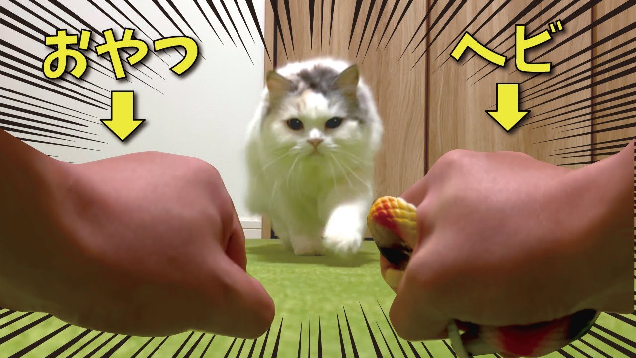 蛇とオヤツ…猫が選んだまさかの結末は…！？【関西弁でしゃべる猫】