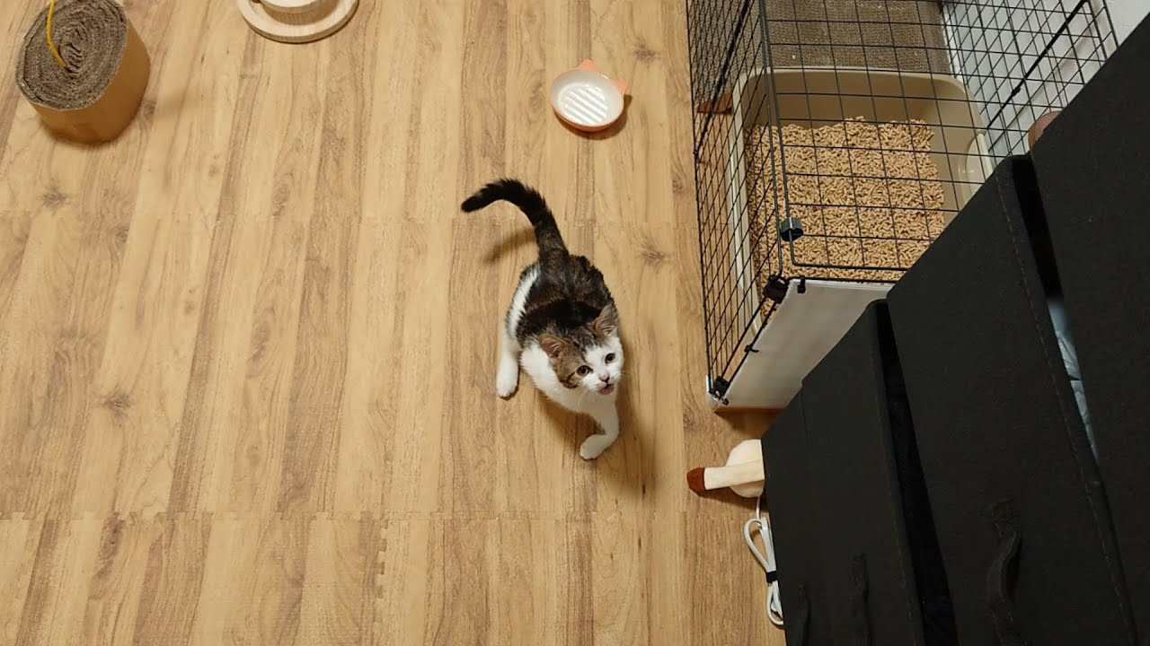 多飲の子猫は一日中水を欲しがって泣き続けます