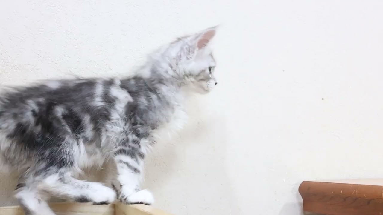 世界一可愛いシルバーのメインクーン子猫