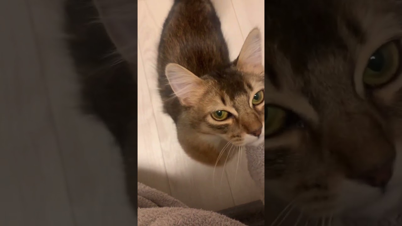 子猫の成長♪名前に反応して甘えるようになった！ #shorts