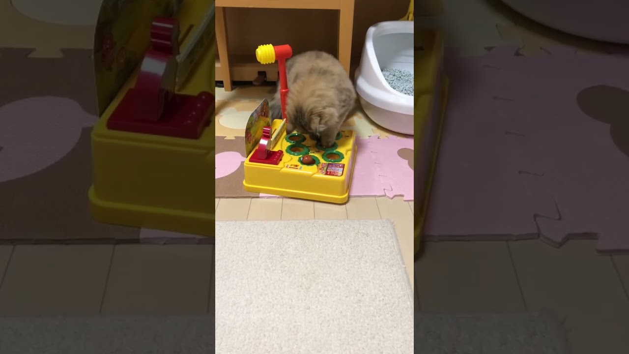 【もぐらたたきに夢中♪】かわいいペルシャ猫