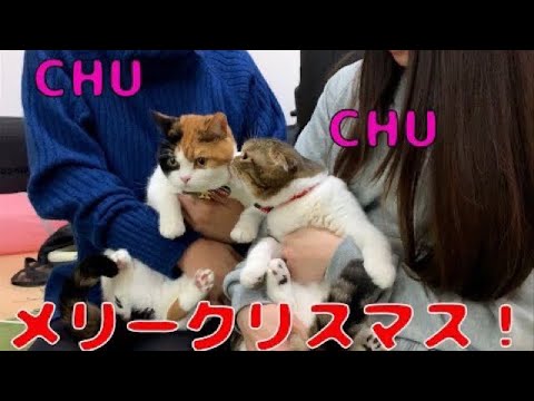 【親子猫】ぽこ太郎うま次郎とクリパ！！！【スコティッシュフォールド】