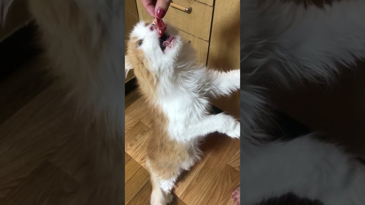 立っちして牛肉を食べるアメリカンカール猫なのにゃ♪