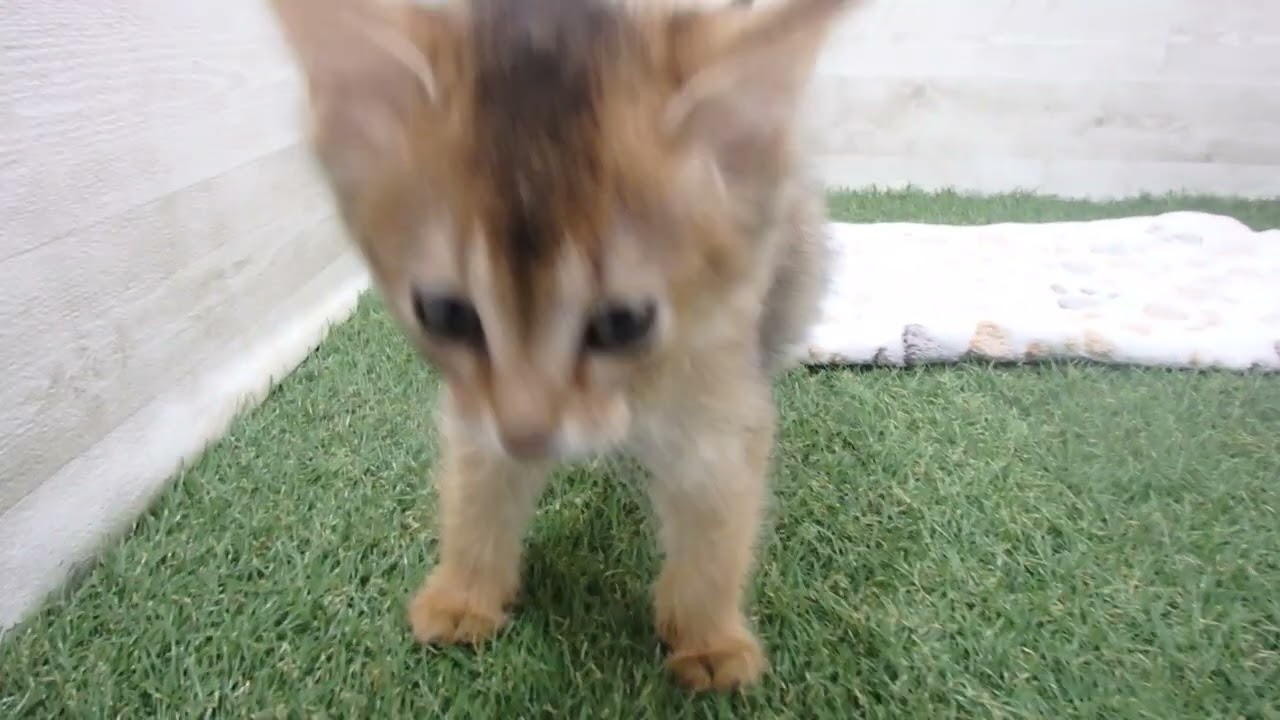 Coo&RIKU　No00612409 ソマリ