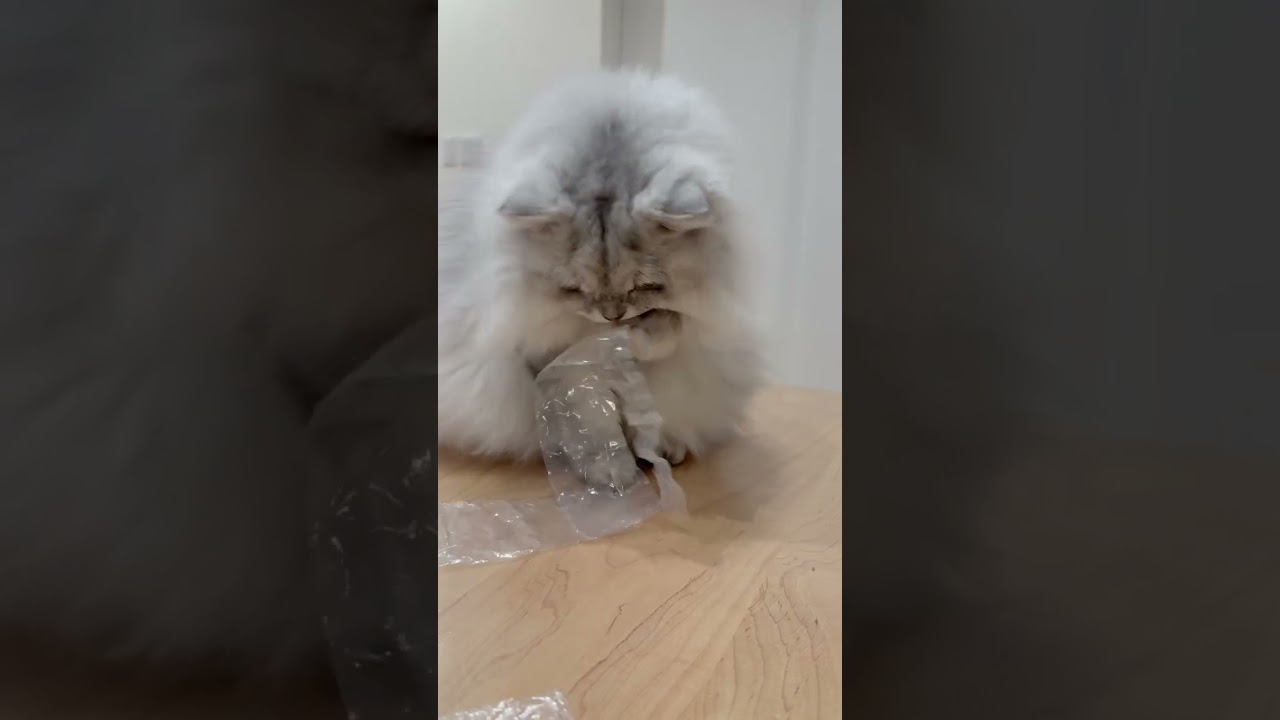 ビニールをチョイチョイしてしまう猫 【サイベリアン】 #Shorts