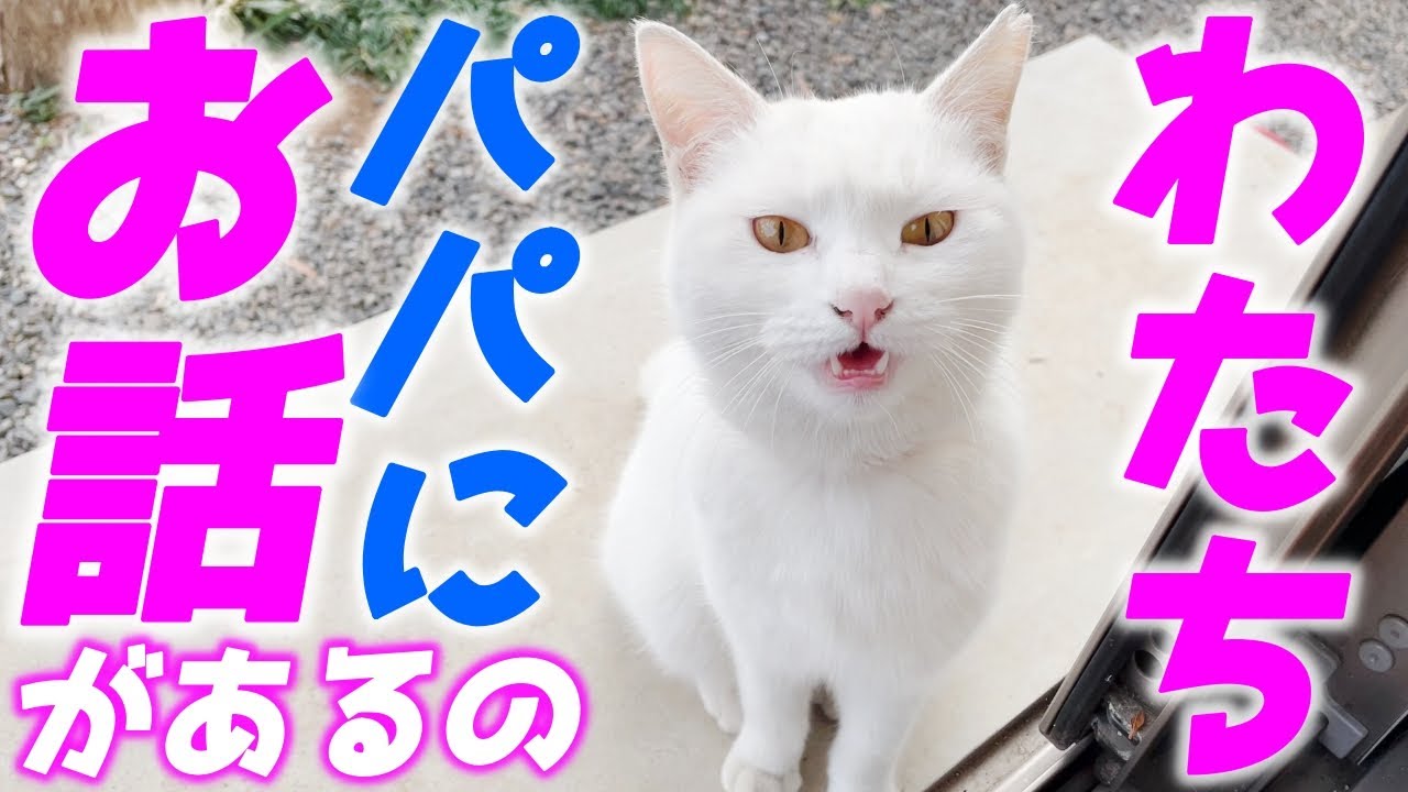 【衝撃】パパと沢山お喋りしてくれる庭子猫が可愛すぎました…♡[クウちゃんとパパ]