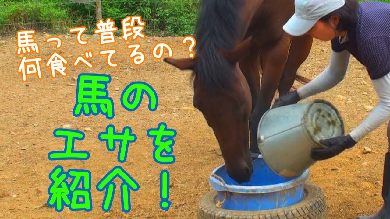 馬たちのエサについて～あげているエサを紹介！～