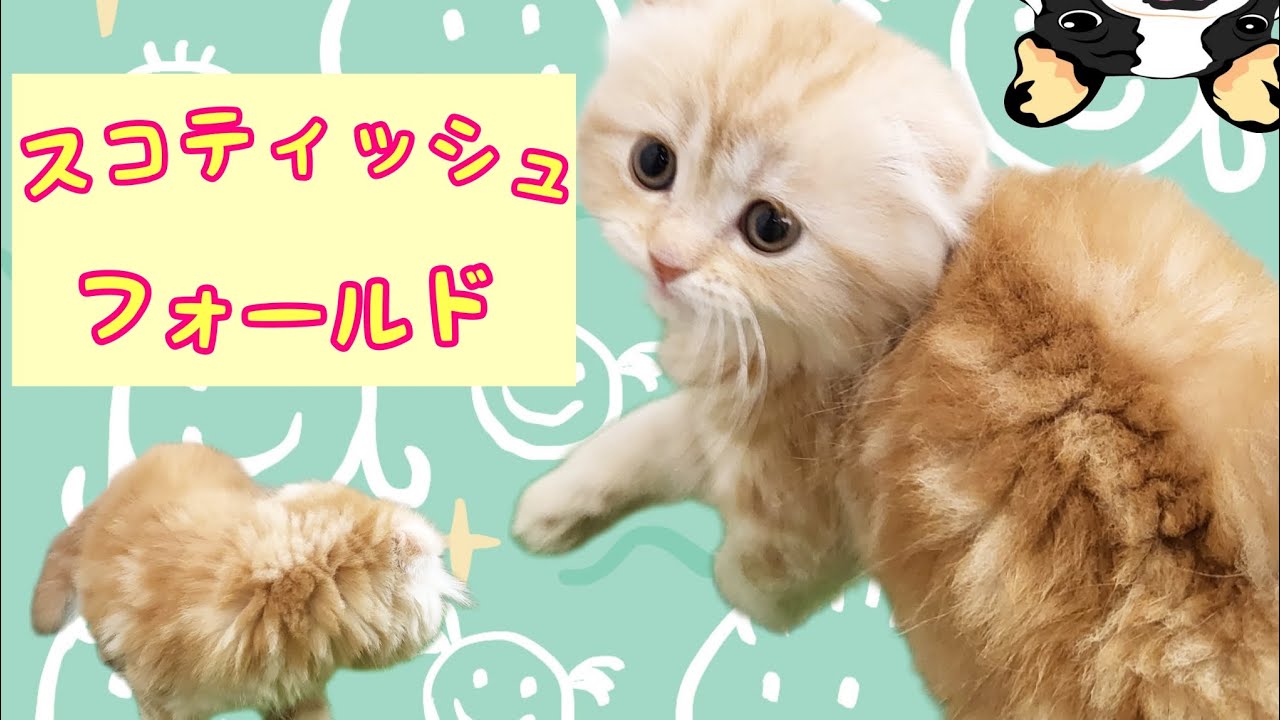 スコティッシュフォールド・子猫【川崎小田栄店】