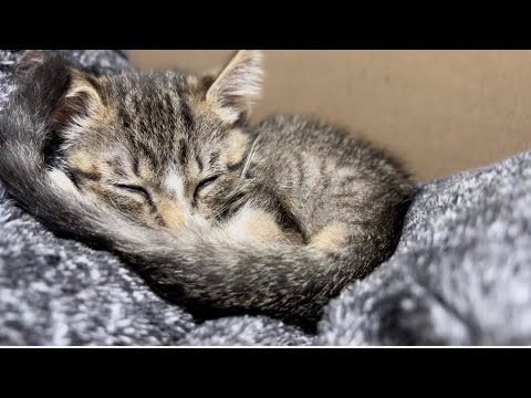 眠たくて甘える子猫がとにかく可愛いすぎる【保護猫トライアル中】