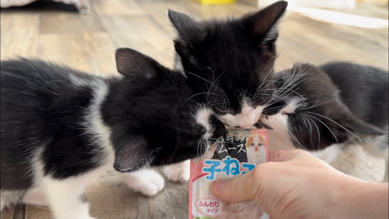 お見合いがありました。結果のご報告をさせていただきます 生後50日の子猫【お盆３兄妹#39】Report on the results of the blind date.