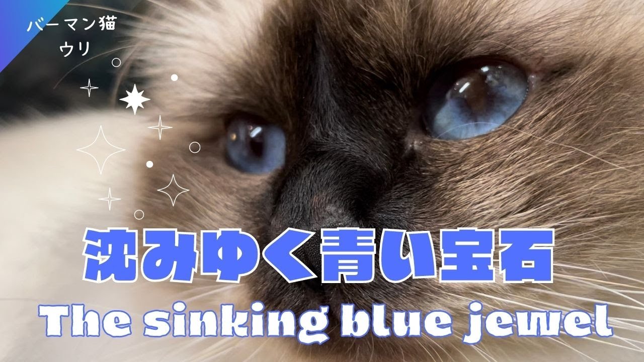 バーマン猫の青い瞳【沈みゆく青い宝石】The sinking blue jewel（バーマン猫）Birman/Cat