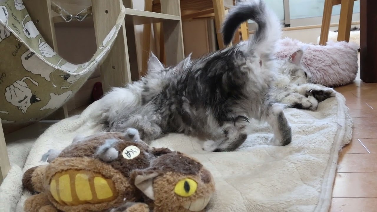 世界一可愛いシルバーのメインクーン子猫