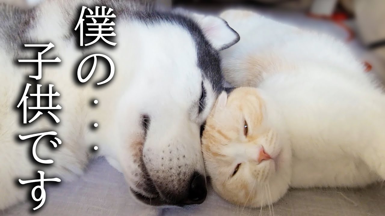 子猫と犬達にお留守番を頼んだら寂しくてこうなってました...