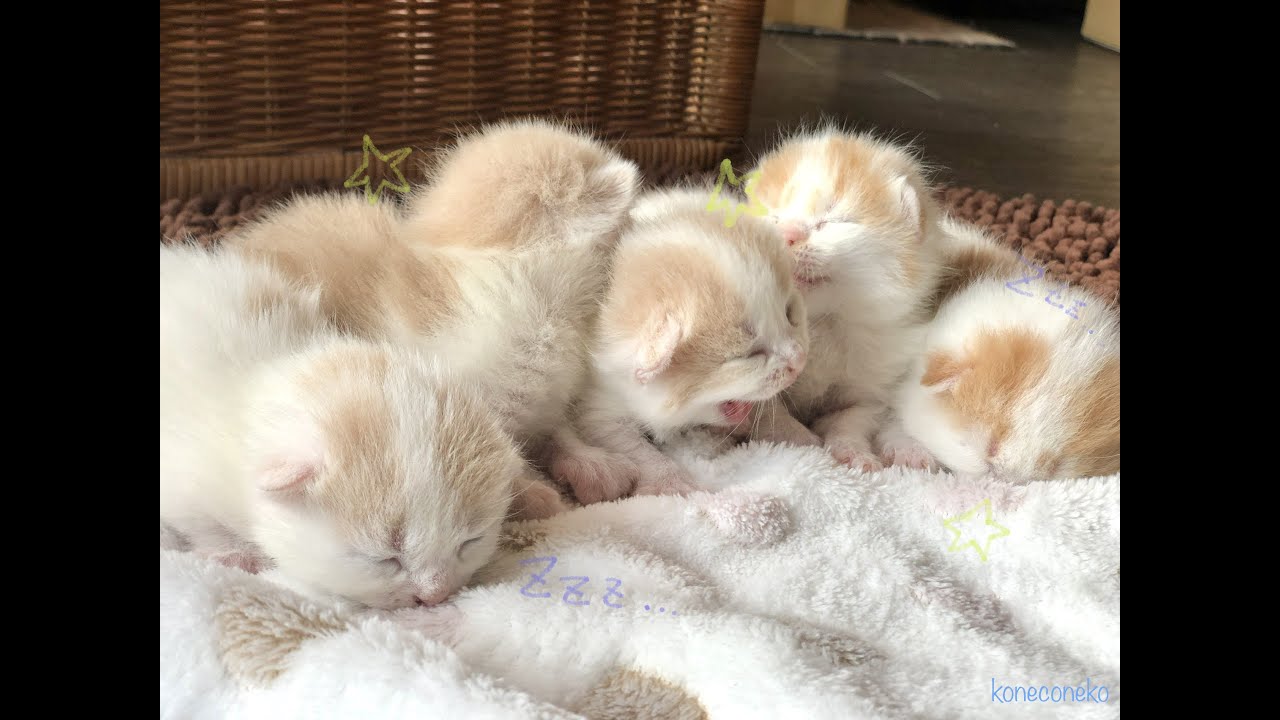 【マンチカン　子猫】マンチカンの５つ仔赤ちゃん👶🍼