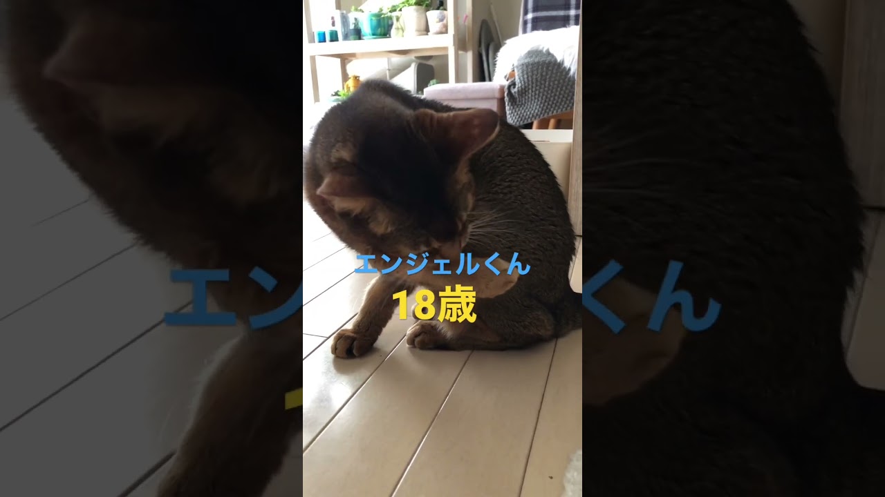 18歳なんですよ！ #shorts #猫動画 #アビシニアン #cat #まな猫