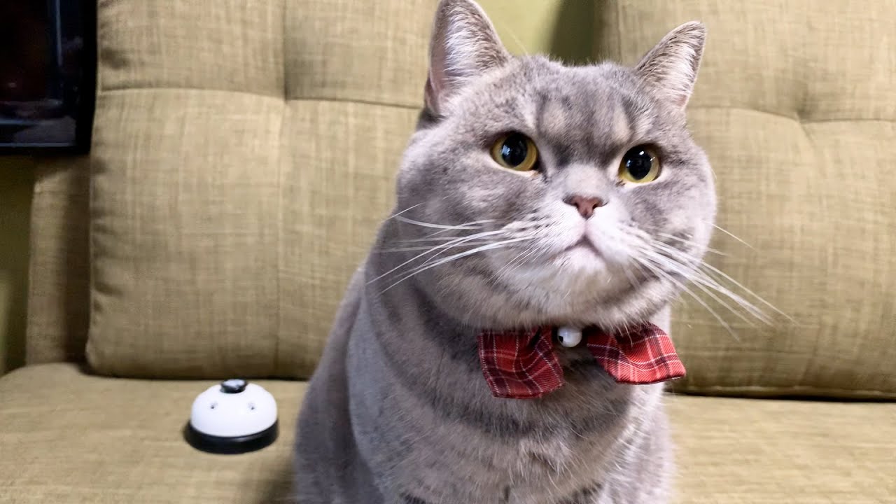 【悲報】ぽっちゃり猫、ついにベル押しをサボりはじめる【スコティッシュフォールド】