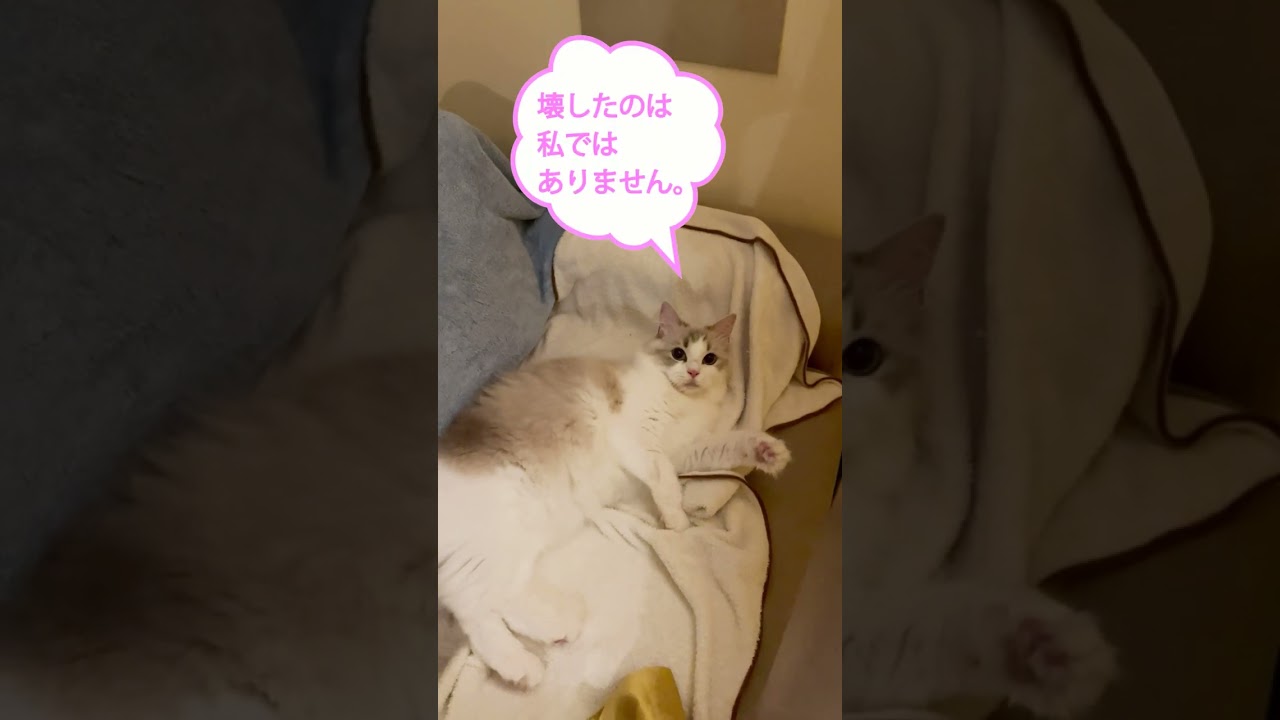 いたずら見つかったラグドールマニーの反応💛#cutecat#ragdoll#可愛い仕草猫#shorts
