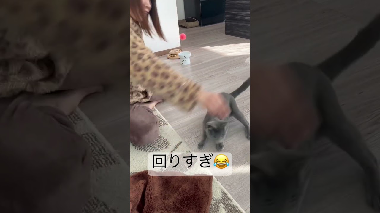 フィギュアスケーター並みに回転する猫 #猫 #ロシアンブルー