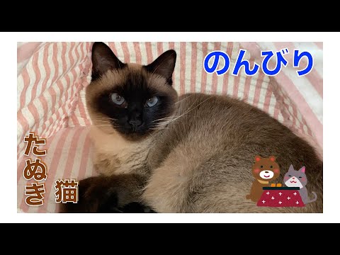 のんびりしてるシャム猫のふくさん【たぬき猫】
