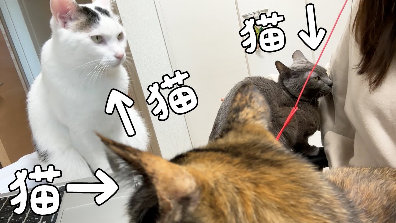 ご飯前の猫たちの圧がすごいです…