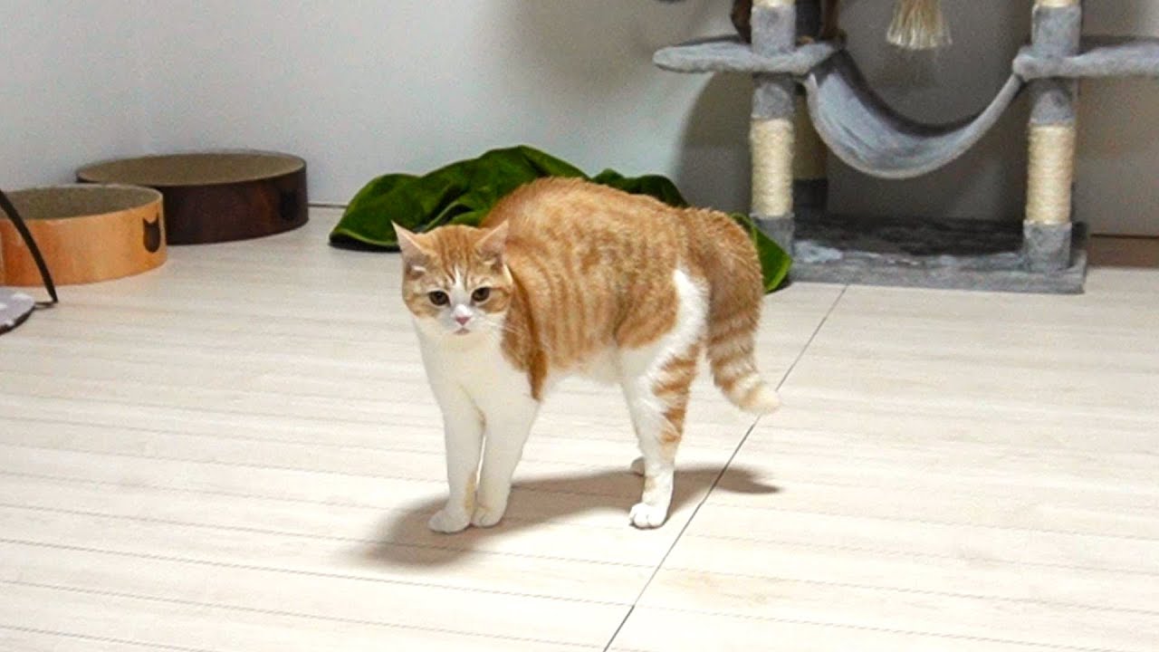 やんのかステップ猫が現れました【スコティッシュフォールド】【アビシニアン】