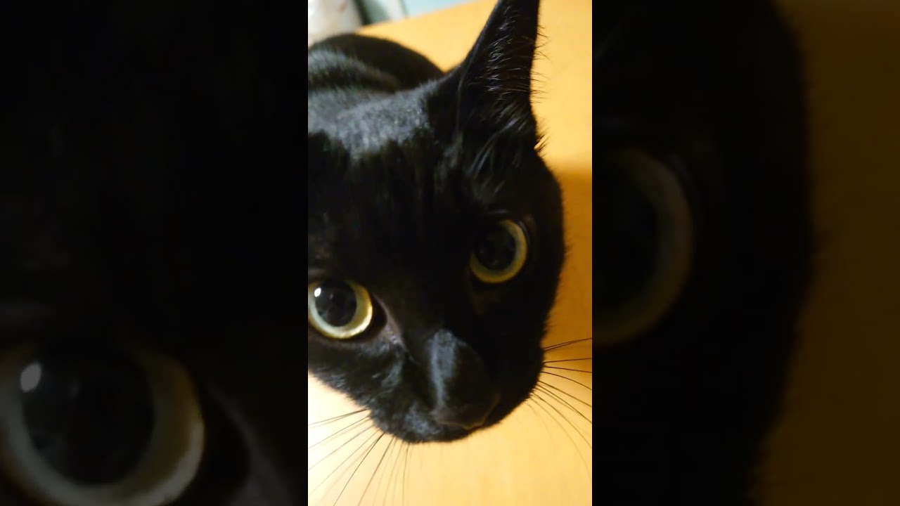 あんこちゃん謎の動き‎