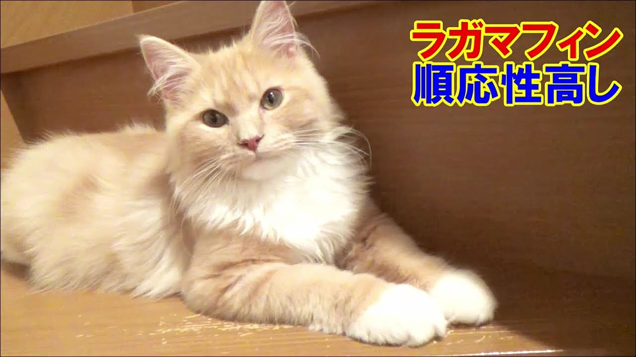 子猫のラガマフィンと先住猫ノルウェージャン - 子猫の順応性の高さに先住猫もびっくり