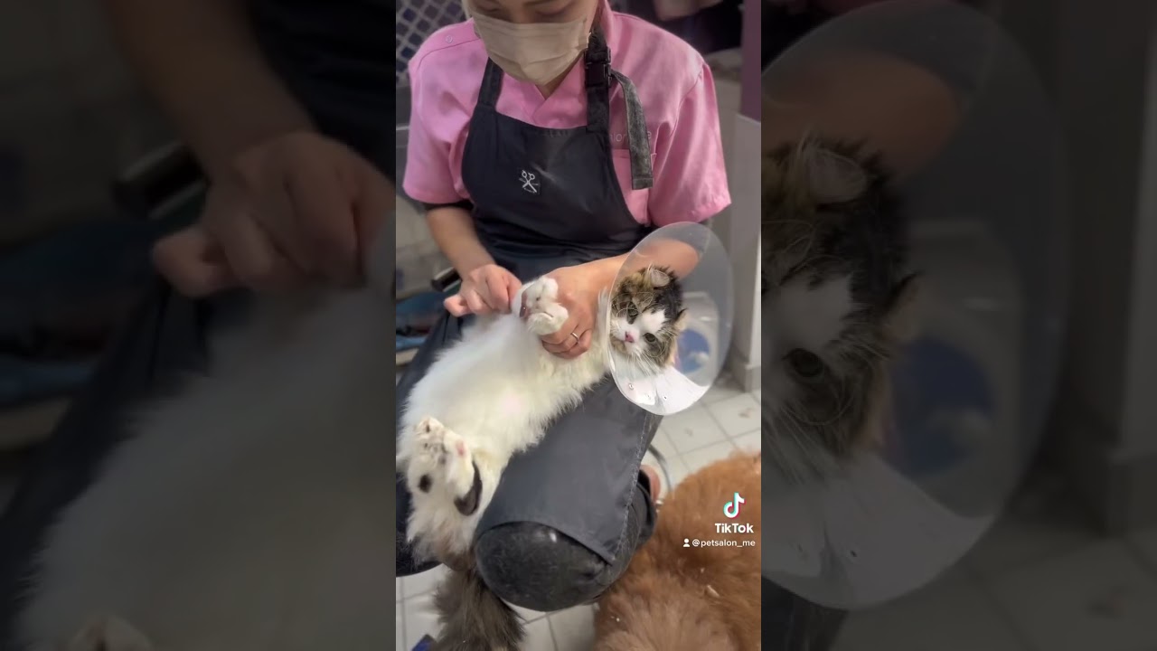 キンカローのもん太くんが来てくれました　京都市南区　ペットサロンみぃ〜