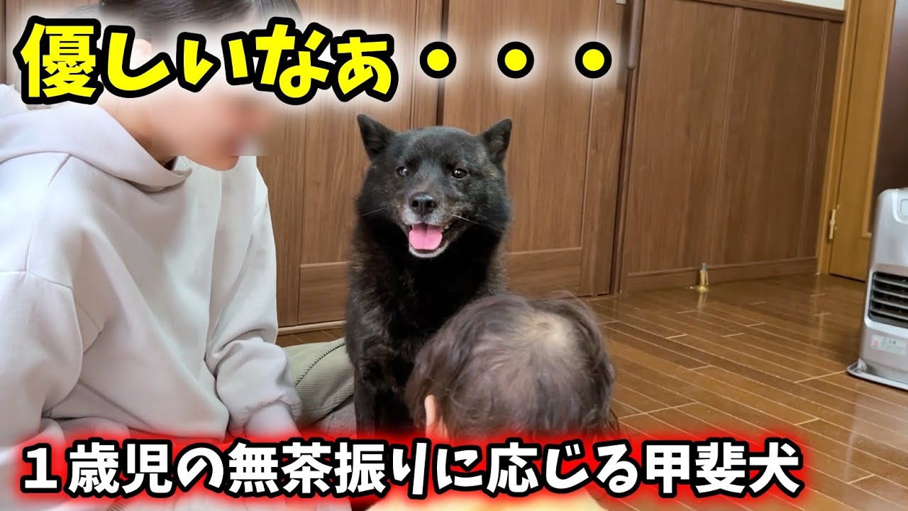 【子育て犬の苦労】娘の無茶振り要求に応じる甲斐犬一休