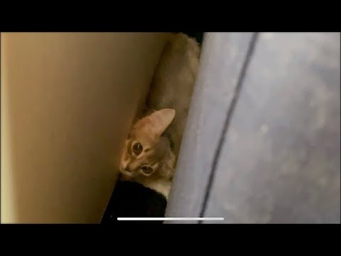 【子猫】【ソマリ】初めて家に子猫がやってきた。