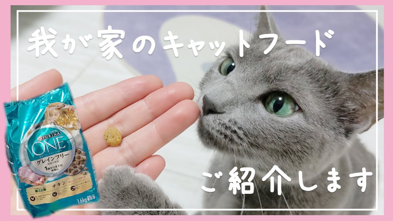 #90 原材料、食いつき、コスパ◎！我が家のキャットフードご紹介！【ロシアンブルー】【ピュリナワン】【グレインフリー】