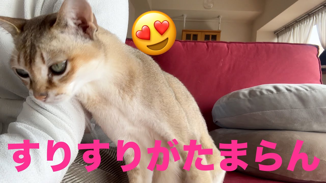 寝正月で眠い💤シンガプーラ「にゃあ」