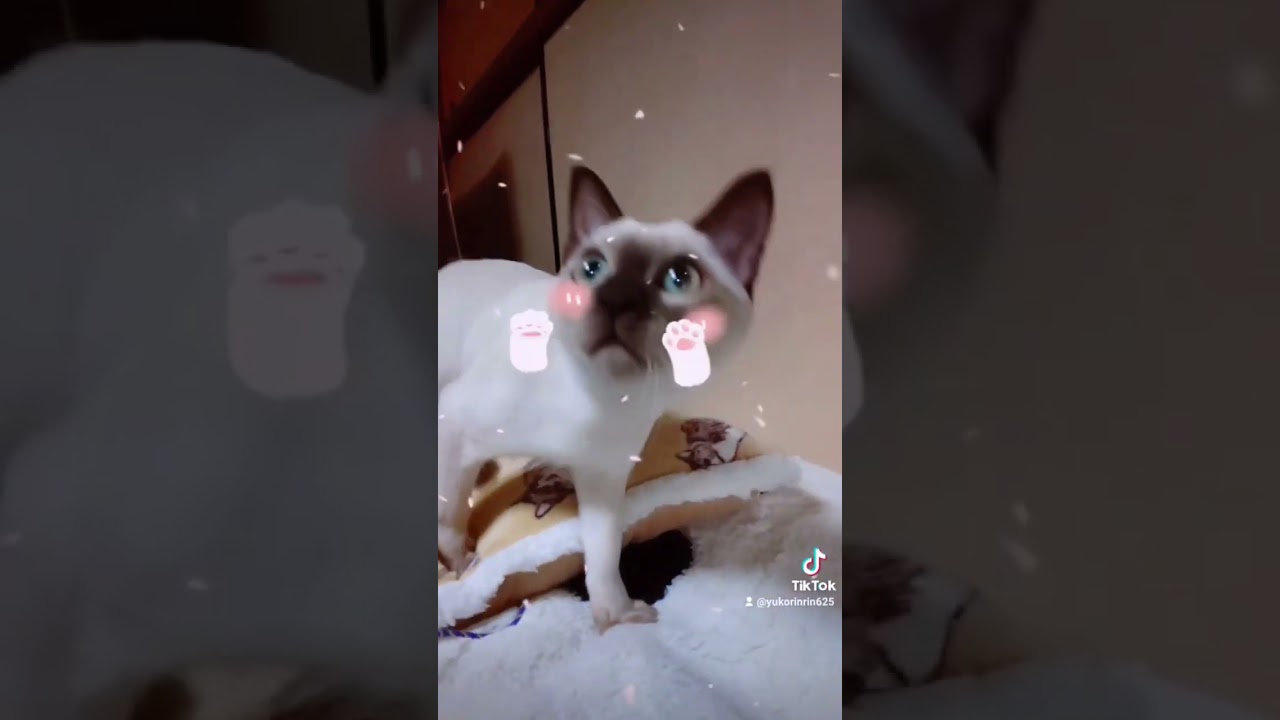 これなに～♪#猫 #ねこ #shorts #トンキニーズ #cat